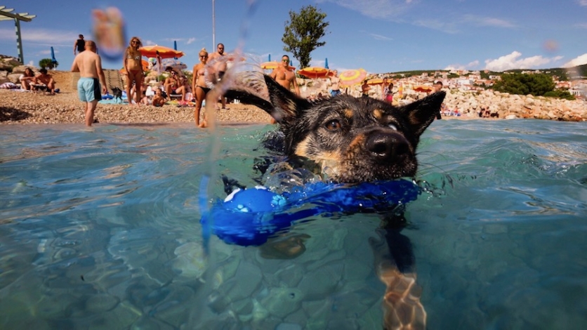 Prvo plivačko natjecanje pasa i vlasnika