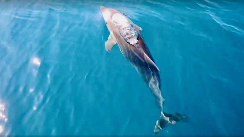 Petnaestak delfina posjetilo Bakarski zaljev