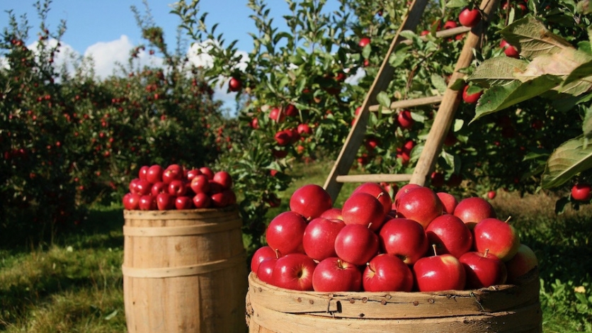 Općina Čavle sufinancira nabavku sadnica voća 