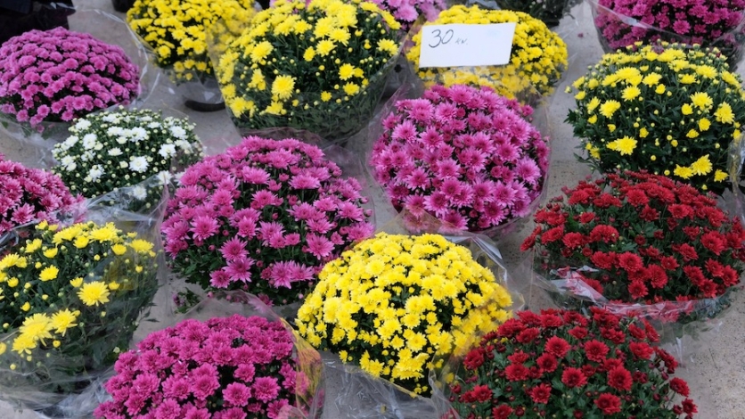 Sajam cvijeća i podjela sadnica u Bakru
