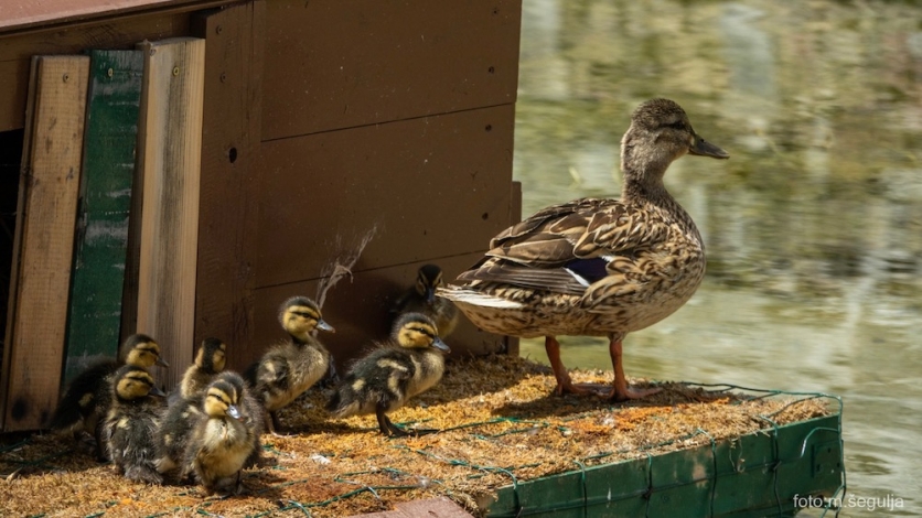 Nastavak lijepe priče- bakarske patkice dobile pomladak