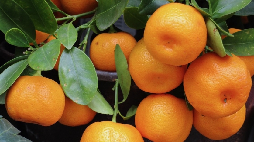 “Zeleni Kastav” donosi prve ovosezonske mandarine
