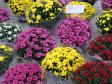 Prigodna prodaja cvijeća u Bakru